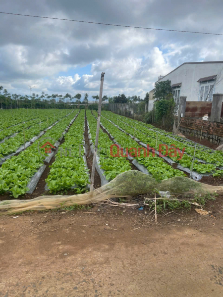 Property Search Vietnam | OneDay | Residential Sales Listings | Land for sale, 502m2, Tan Hoi Commune, Duc Trong District, Lam Dong Province, cheapest price in the area: 1.5 billion VND.