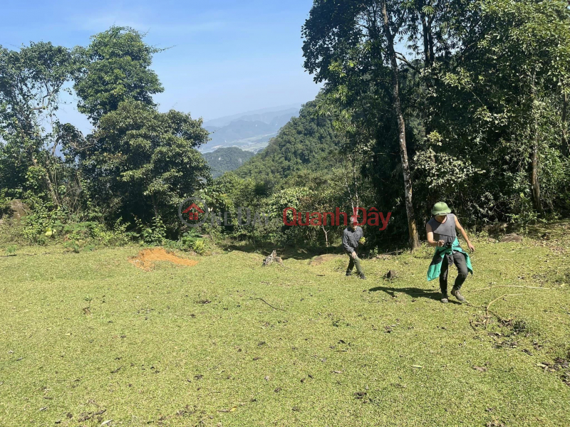 Property Search Vietnam | OneDay | Residential | Sales Listings | PRIMARY LAND - For Sale Land Lot 18.5 hectares of production forest in Cam Lien Commune - Cam Thuy District - Thanh Hoa Province
