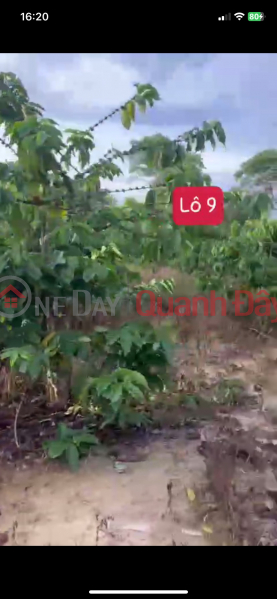 SELLING 500M2 OF LAND TO GIFT PRIVATE DUONG ON LAND IN Dak Lak For Only 96 Million | Vietnam | Sales, đ 96 Million