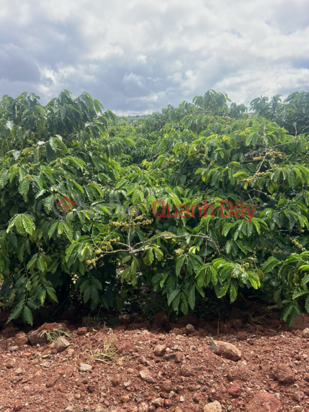 Property Search Vietnam | OneDay | Nhà ở, Niêm yết bán | Nhanh tay khách đâu tư một lô siu rẻ ngợp -banhk tại trung tâm Liên Hà, xã Tân Hà siu rẻ