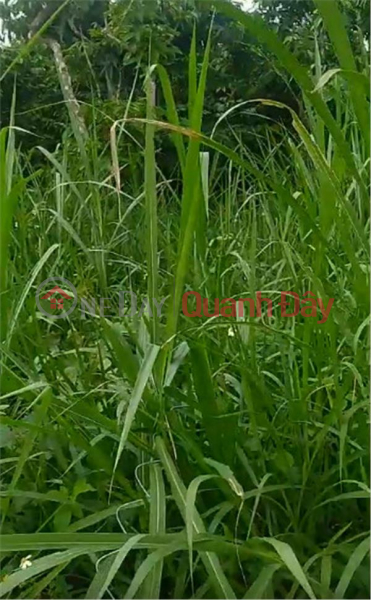 Property Search Vietnam | OneDay | Residential, Sales Listings, BEAUTIFUL LAND - GOOD PRICE - OWNER NEEDS TO SELL LOT OF LAND In Dinh Van town, Lam Ha district, Lam Dong province.