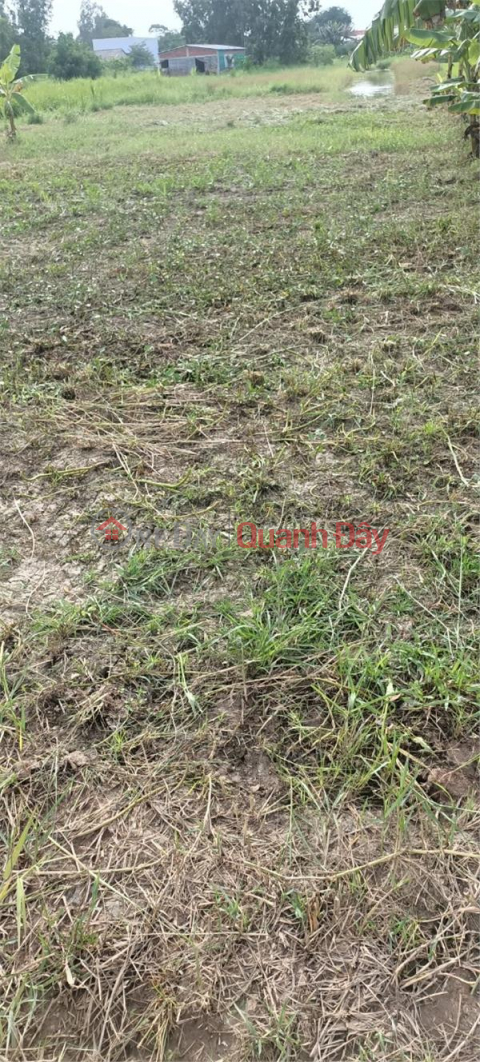 The Owner Sells Land That Has Been Grounded In Ba Tri Center, Ben Tre _0