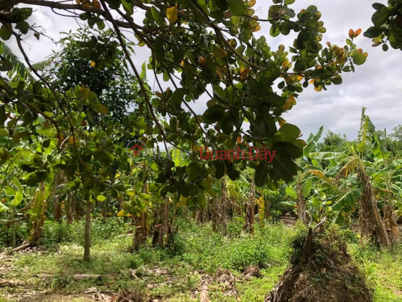 Own Right Now Beautiful Land Lot Great Location In Dien Dien Commune, Dien Khanh District, Khanh Hoa | Vietnam, Sales đ 430 Million