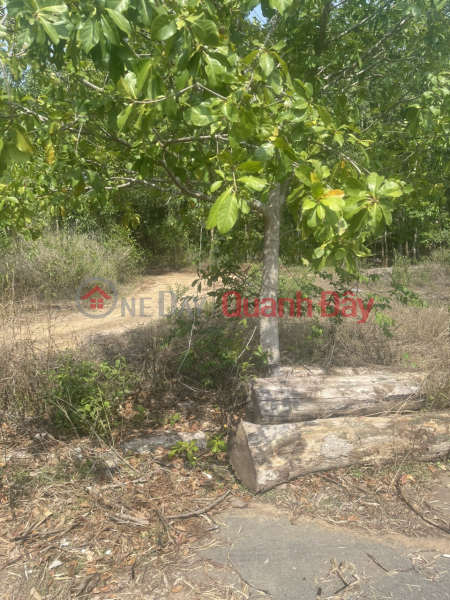 (For sale by owner) 8m asphalt road, An Vien commune, Trang Bom district, Dong Nai province (land adjacent to district 9, city Sales Listings