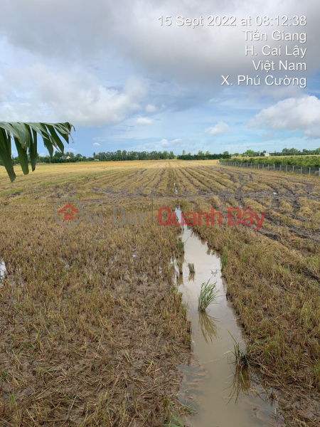 ĐẤT ĐẸP - GIÁ TỐT - Cần Bán Lô Đất Vị Trí Đẹp Tại xã Phú Cường - huyện Cai Lậy - Tiền Giang, Việt Nam Bán ₫ 3,92 tỷ