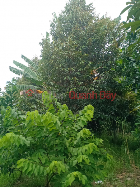 Need to Sell Land Quickly Prime Location In Tam Binh Commune, Cai Lay District, Tien Giang Sales Listings