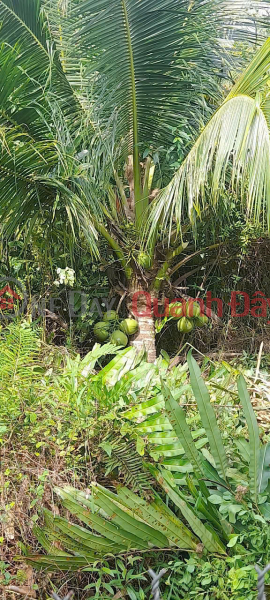 PROFITABLE INVESTMENT - Owner Selling Cheap Land Plot in Tan Phu Tay Commune, Mo Cay Bac District, Ben Tre Province | Vietnam Sales, đ 315 Million
