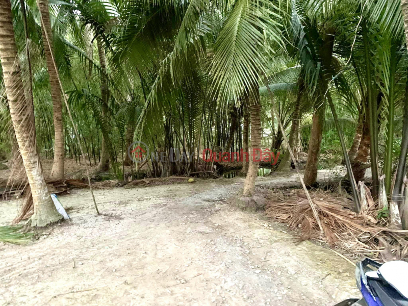 đ 680 Million Owner - NEED TO SELL QUICK LOT OF LAND Monthly Harvest Coconut Garden In Cang Long, Tra Vinh