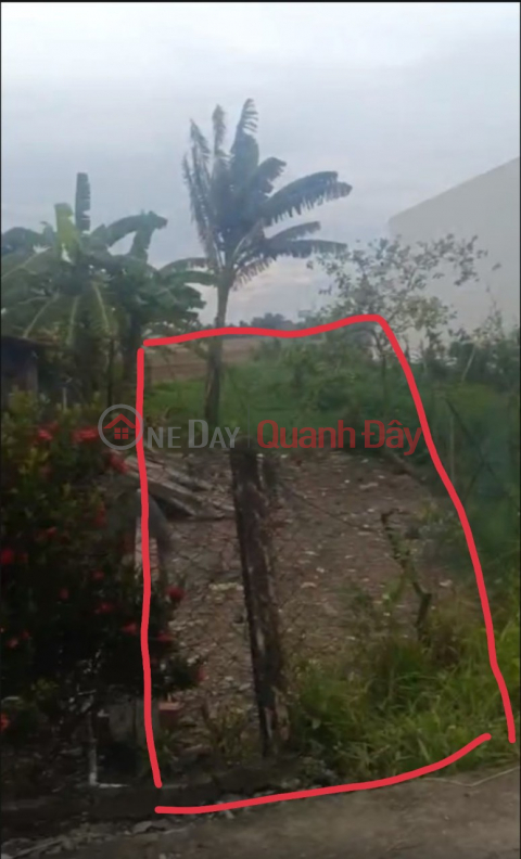 OWNER FOR SELLING FULL BEAUTIFUL RESIDENTIAL LOT OF LAND, Binh Cang 2 Hamlet, Binh Thanh, Thu Thua District, Long An Province _0