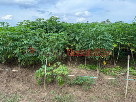 HOT HOT – CHÍNH CHỦ CẦN BÁN ĐẤT VỊ TRÍ ĐẸP TẠI xã Lộc Thiện, huyện Lộc Ninh, tỉnh Bình Phước. _0