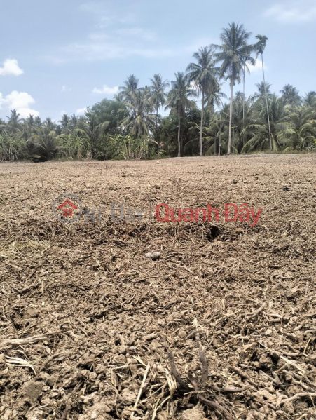 Owner Needs To Sell Beautiful Land Lot In Phu Quy Hamlet, Vinh Huu Commune, Go Cong Tay District, Tien Giang | Vietnam | Sales đ 350 Million