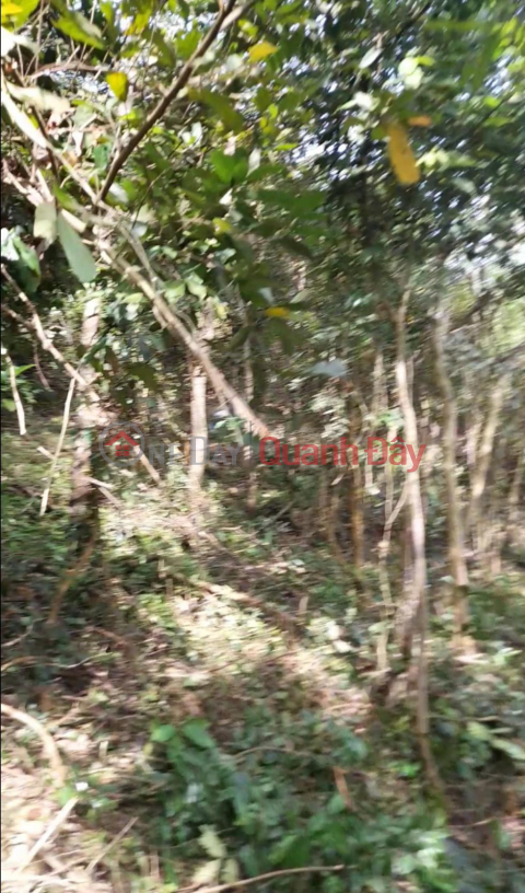 BEAUTIFUL LAND - GOOD PRICE - Land Lot For Sale In Tay Phu Commune, Tay Son District, Binh Dinh Province. _0