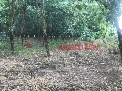 BEAUTIFUL LAND - GOOD PRICE Need to Sell Quickly Beautiful Frontage Land Lot in Tan Chau District, Tay Ninh Province. _0