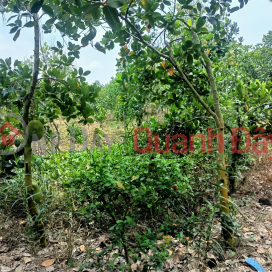 OWNER Sells Jackfruit Farming Land In Phu Nhuan Commune, Cai Lay, Tien Giang _0