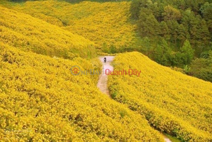 CHÍNH CHỦ BÁN 1.211M2 ĐẤT SẴN SỔ KHU LỄ HỘI HOA DÃ QUỲ NÚI LỬA CHƯ ĐĂNG YA | Việt Nam, Bán, đ 1,24 tỷ