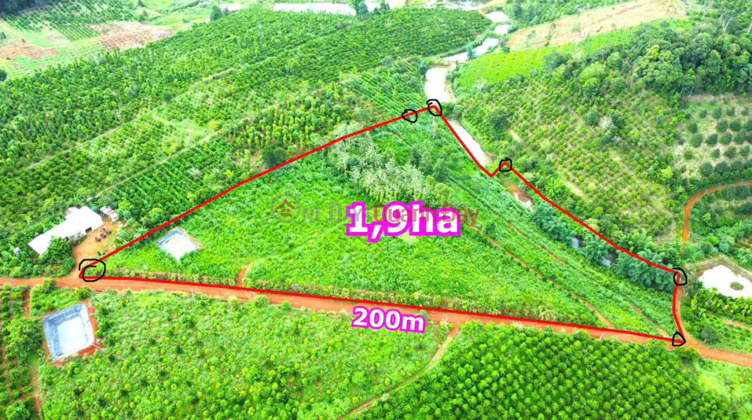 Owner sells 1050m2 durian garden for 220 million in Gia Nghia city Sales Listings