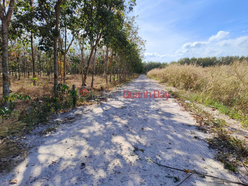 EXTREMELY RARE OWNERS SELL 1.3HA RUBBER BATH LAND - 8 YEARS OLD RUBBER, 5M WIDE ROAD, CLEAN WATER, ELECTRICITY TO THE GARDEN Sales Listings