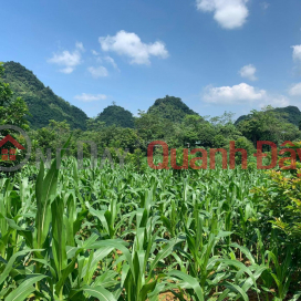 Selling 3000m2 of land in Thung Muong, Tu Son, Kim Boi, Hoa Binh. Price is just over 300k\/m2. _0