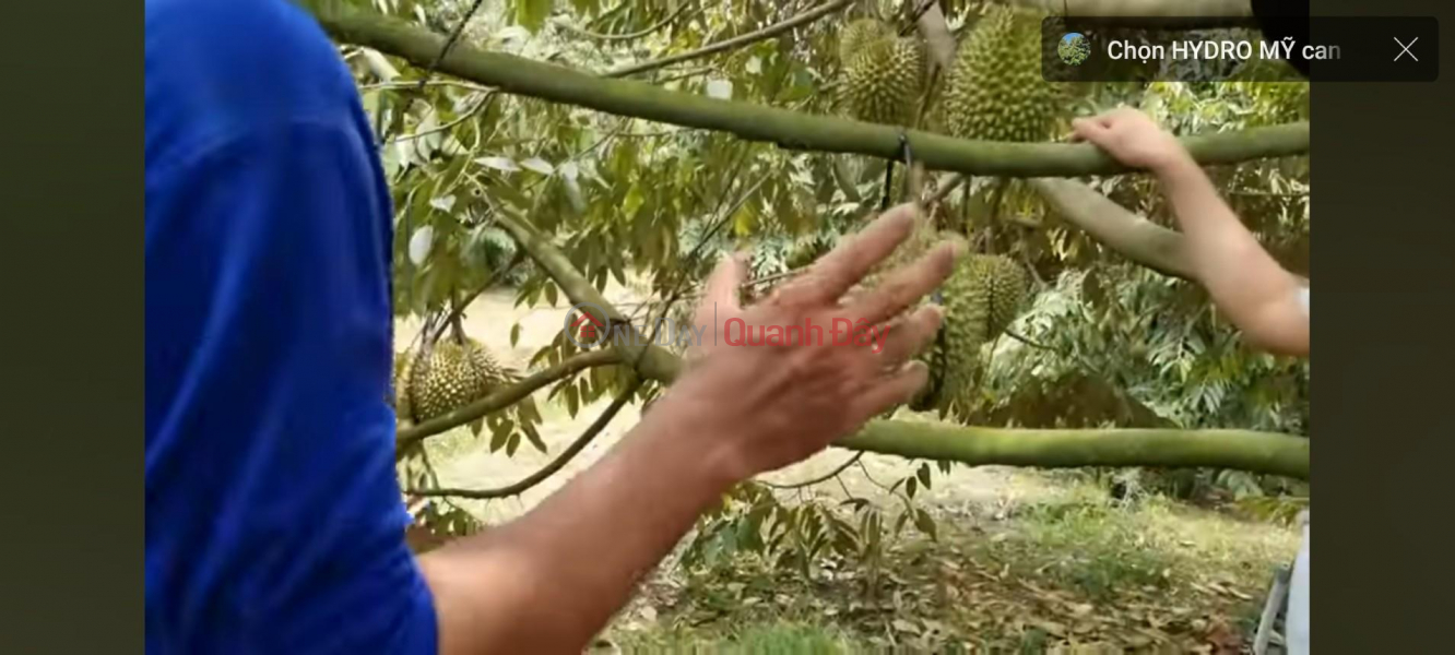 đ 1.61 Billion | OWNER Needs to Urgently Sell Durian Garden Land in Phu Duc Commune, Chau Thanh, Ben Tre