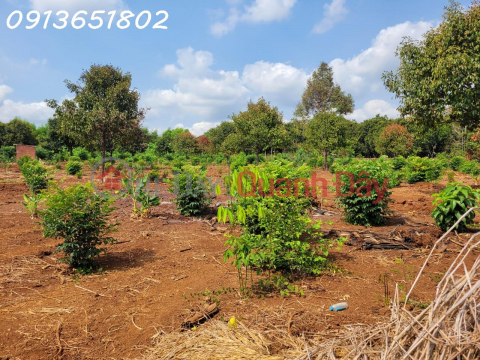 The family has urgent work and needs to sell a plot of land for growing perennial crops - an area of more than 19,593 square meters _0