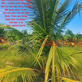 BEAUTIFUL COCONUT GARDEN LAND – GOOD PRICE – OWNER NEEDS TO SELL IN BAC BINH TOWN, BAC BINH DISTRICT, BINH THUAN PROVINCE _0