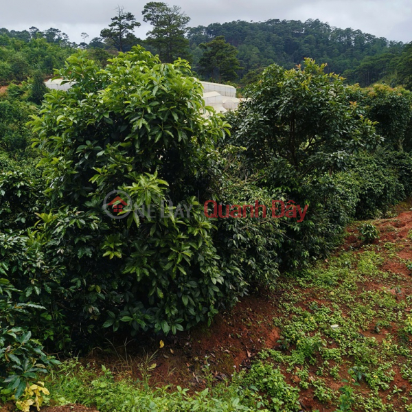 Property Search Vietnam | OneDay | Residential Sales Listings BEAUTIFUL LAND - GARDEN LOT FOR SALE IN Tuy Son village, Xuan Tho commune, Da Lat city, Lam Dong