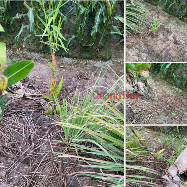 Land for Sale by Owner: 2,011m2 along Provincial Road 944, Cho Moi, An Thanh Trung Commune, An Giang Province | Vietnam, Sales, đ 1.2 Billion