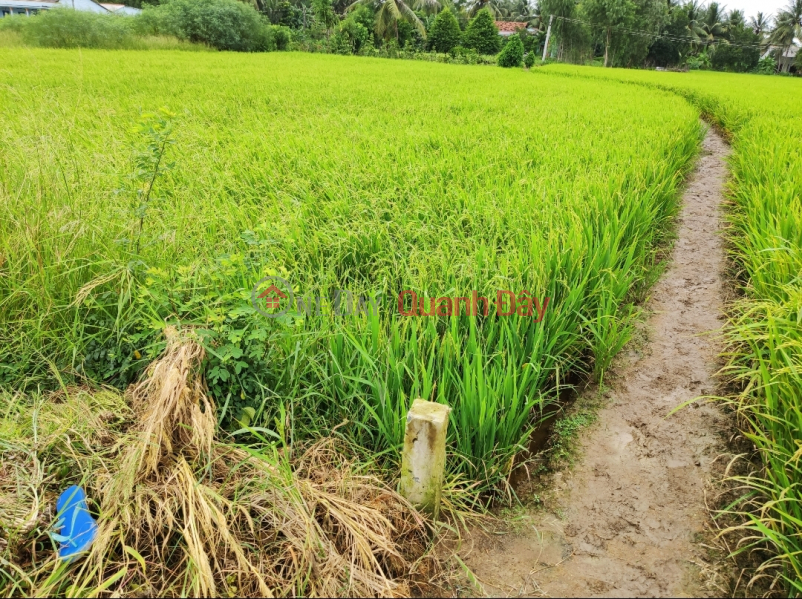 đ 750 Million, Urgent sale of rice land for 750 million