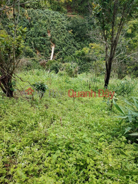 Just need to quickly sell a beautiful plot of land - GOOD PRICE located in Da Lat City, Lam Dong province Sales Listings