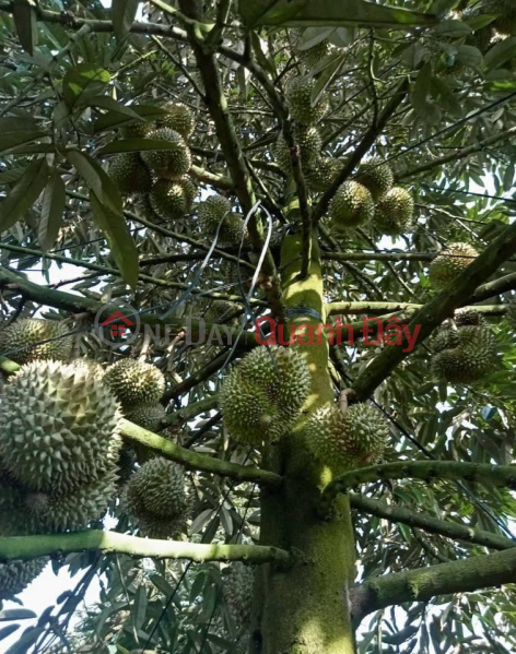 đ 7.5 Billion OWNER Needs to Sell Durian Garden in Quoc Oai Commune, Da teh, Lam Dong