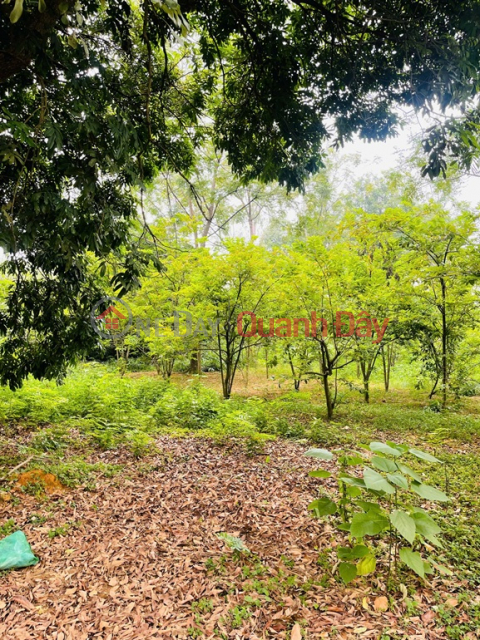 Chính chủ cần bán khu đất đẹp tiềm năng đầu tư cao Phương Hạnh , Xã Tân Tiến, Huyện Chương Mỹ, Hà Nội _0