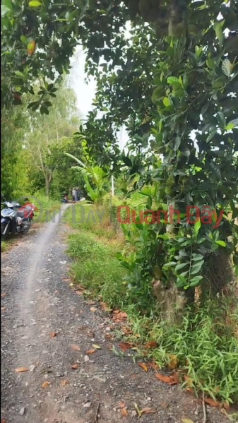 Land for sale: 16 acres of durian plantation with Red Book title deed in Tan Duong, District Road 1, Dong Thap. Vietnam | Sales, đ 7.6 Billion