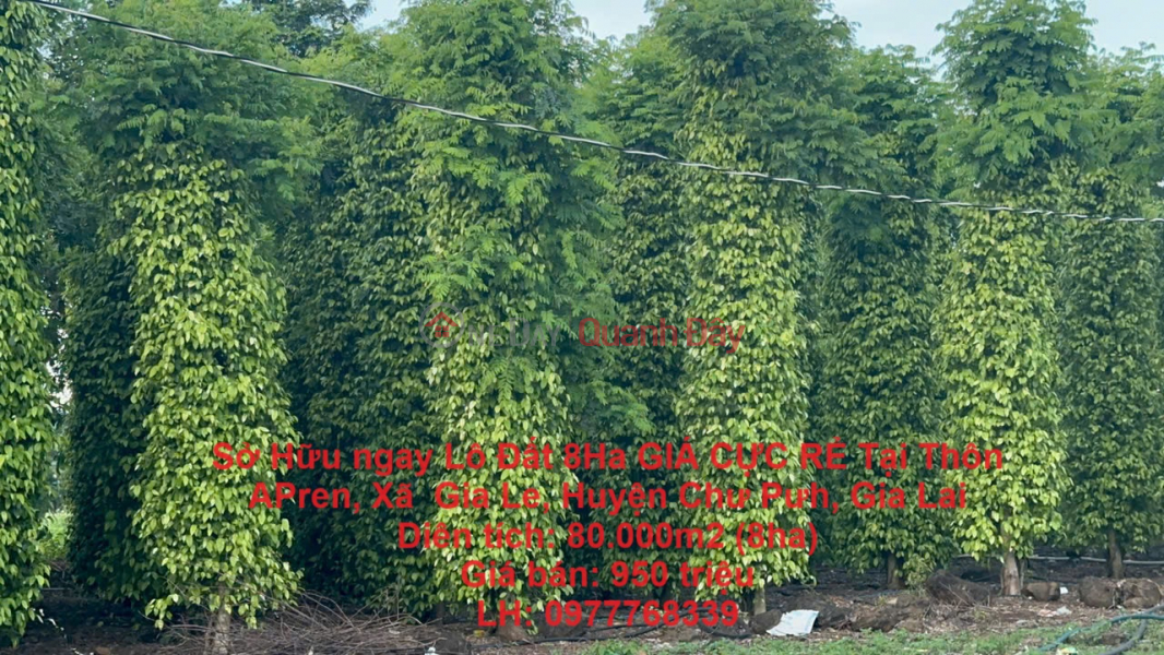 Own a 8-Ha plot of land at an EXTREMELY CHEAP PRICE in APren Village, Ia Le Commune, Chu Puh District, Gia Lai Sales Listings