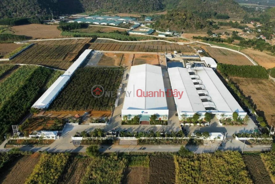 Beautiful Land - Good Price - Owner Needs to Sell Land Lot in Beautiful Location in Thach Quang Thach Thanh Commune - Thanh Hoa. Sales Listings