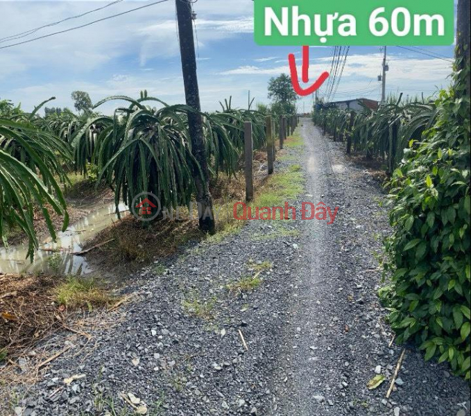 đ 890 Million BEAUTIFUL LAND - GOOD PRICE - Owner Needs to Sell Land Lot in Thanh Vinh Dong Commune, Chau Thanh, Long An