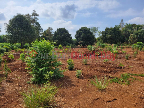 The owner needs to quickly sell a beautiful plot of land - Land for perennial crops in Suoi Tre Commune, Long Khanh, Dong Nai _0