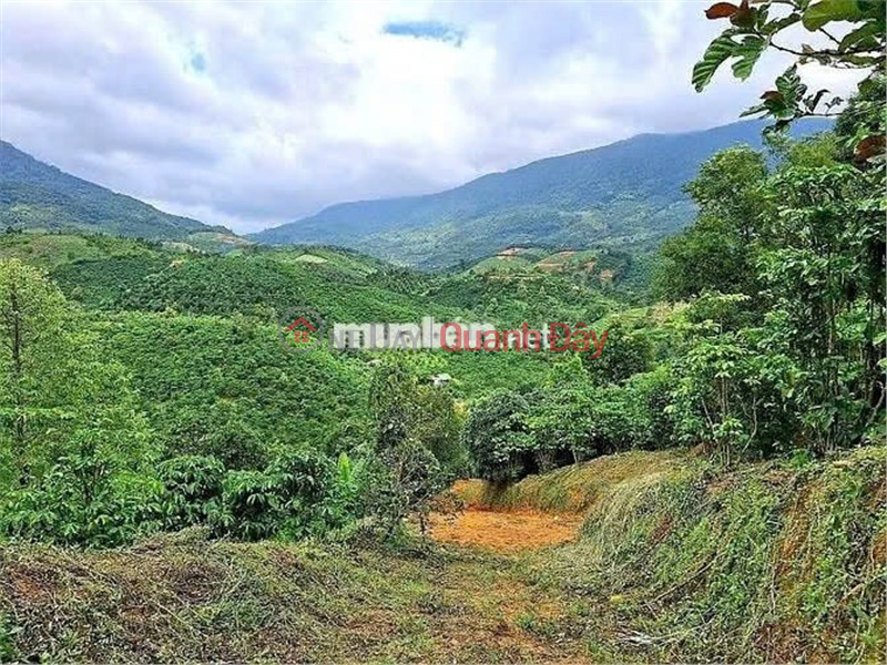 Property Search Vietnam | OneDay | Residential Sales Listings BEAUTIFUL LAND - INVESTMENT PRICE - OWNER NEEDS TO SELL LAND LOT IN Hamlet 10, Loc Nam Commune, Bao Lam, Lam Dong