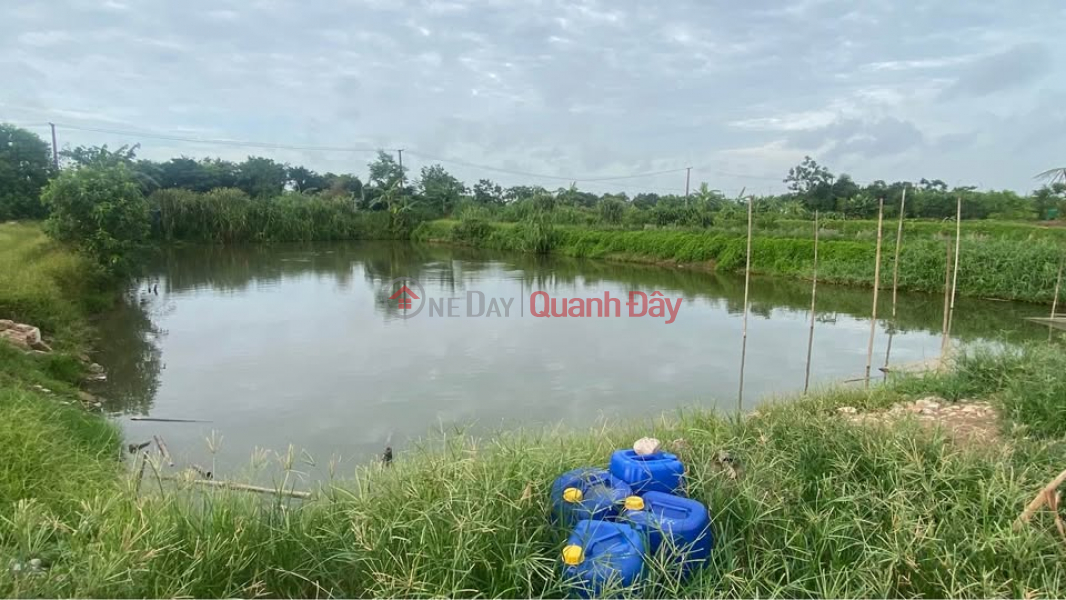 Need to sell quickly Pond Land Plot in Nam Van - Nam Dinh City. Sales Listings