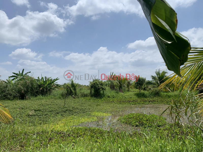 BEAUTIFUL LAND - Owner Sells Land Plot Quickly In Cay Duong Town, Phung Hiep, Hau Giang | Vietnam, Sales | ₫ 7.7 Billion