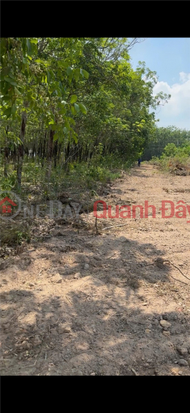 OWNER NEEDS TO SELL 2-Front Land Lot in Thieng Lieng Hamlet, Tan Dinh Commune, Bac Tan Uyen, Binh Duong. Vietnam | Sales, đ 2.35 Billion