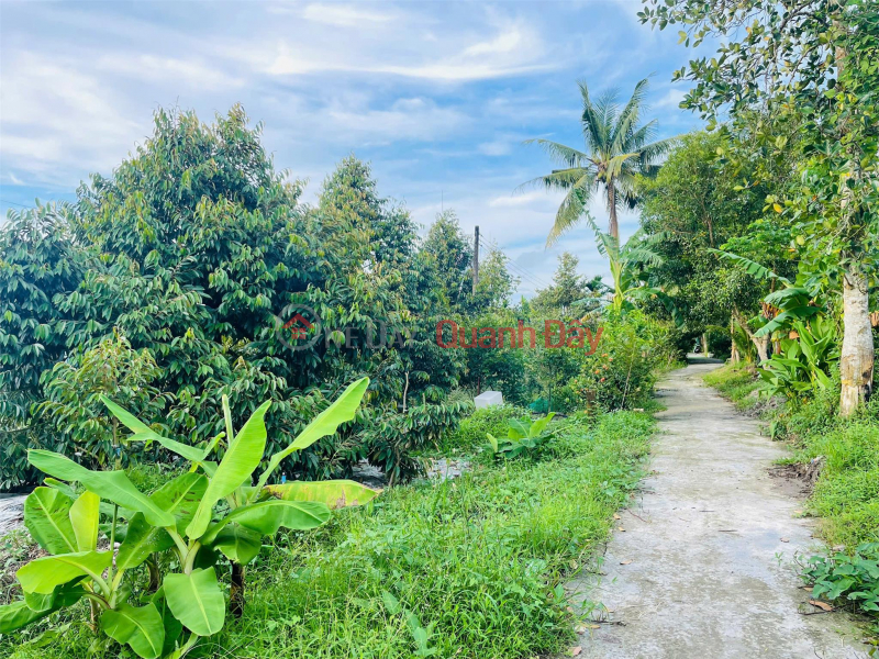 Property Search Vietnam | OneDay | Nhà ở Niêm yết bán GIẢM MẠNH 1 TỶ - BÁN GẤP Đất Vườn Sầu Riêng Tại Xã Nhơn Nghĩa, Phong Điền, Cần Thơ