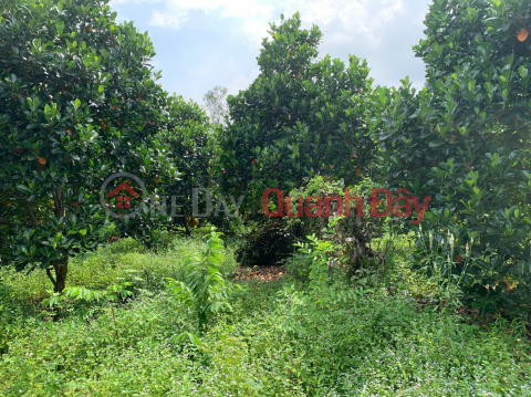 Owner selling 5,380m2 of land in Nghia Thanh, next to Sonadezi Suoi Nghe, price 8 billion VND, only 1.49 million VND\/m2. _0