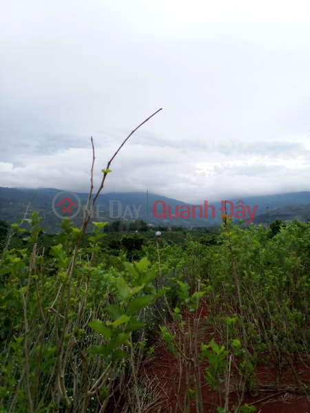 đ 1.9 Billion, BEAUTIFUL LAND - GOOD PRICE - FOR URGENT LOT FOR SALE IN Dong Lac, Di Linh Town, Di Linh District, Lam Dong