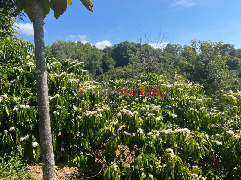 FARM LAND – GOOD PRICE – URGENT SALE – National Highway 28 – Dak Sor Commune – Krong No District – Dak Nong Vietnam Sales, đ 1.8 Billion
