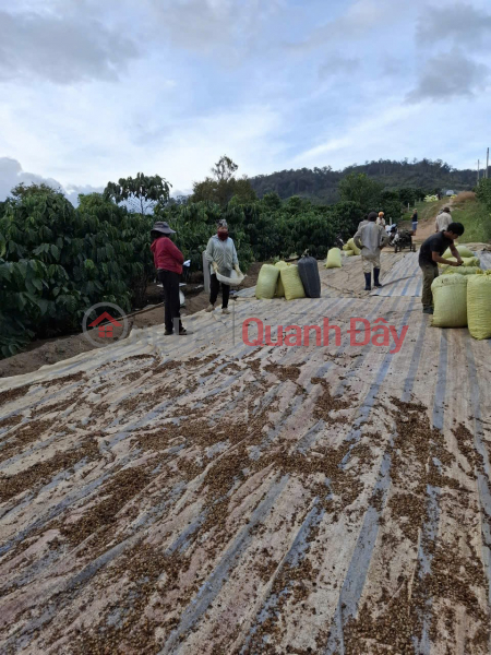 Property Search Vietnam | OneDay | Nhà ở, Niêm yết bán | ĐẤT ĐẸP –GIÁ ĐẦU TƯ –CHÍNH CHỦ CẦN BÁN LÔ ĐẤT TẠI thôn Phúc Hợp - Phúc Thọ - Lâm Hà - Lâm Đồng