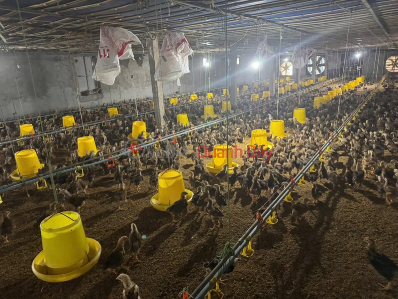 CHÍNH CHỦ BÁN TRANG TRẠI GÀ 3,430M TẠI ĐÔNG SƠN-CHƯƠNG MỸ-HÀ NỘI Niêm yết bán