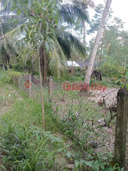 Beautiful Land For Sale - Very Cheap Price In Minh Duc Commune, Mo Cay Nam District, Ben Tre | Vietnam, Sales, đ 2.5 Billion