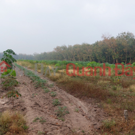 LAND FOR SALE IN TAN TIEN COMMUNE, DONG PHU DISTRICT - LOCATED NEAR INDUSTRIAL PARK _0