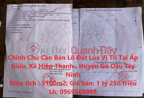 Owner Needs to Sell Rice Land Lot, Location in Go Dau District, Tay Ninh Province _0