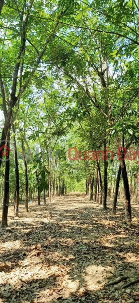 BEAUTIFUL LAND - GOOD PRICE - Prime Location At Soc Qua Hamlet, Tan Hung, Hon Quan, Binh Phuoc | Vietnam, Sales | đ 2.5 Billion